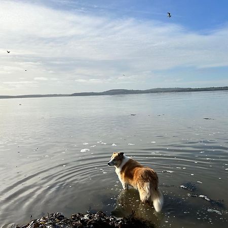 Tobernaglough Wexford Pet Friendly Country B&B Ramsgrange Esterno foto